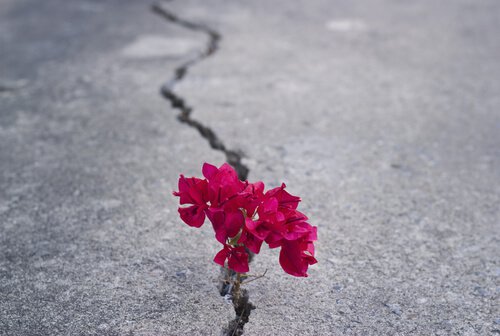 Flor crescendo em meio à adversidade